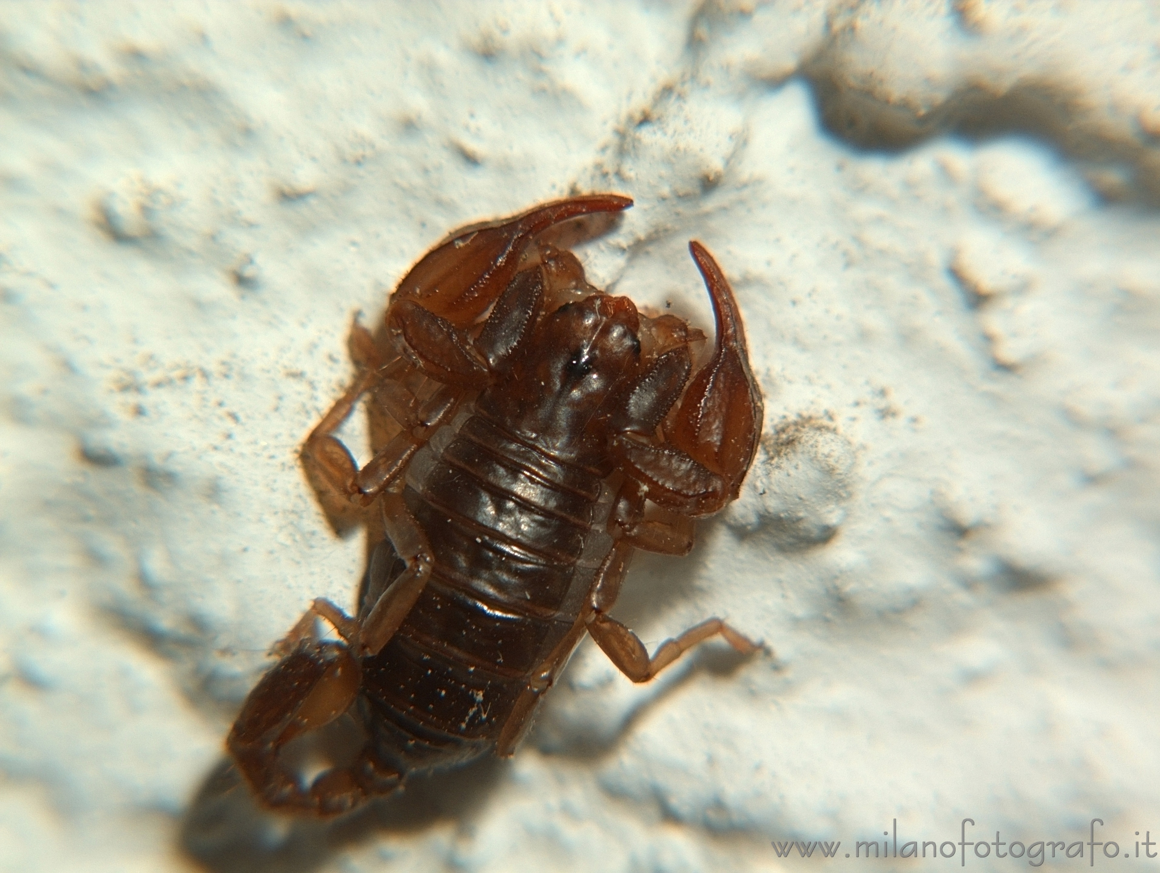 Valmosca frazione di Campiglia Cervo (Biella) - Piccolo scorpione